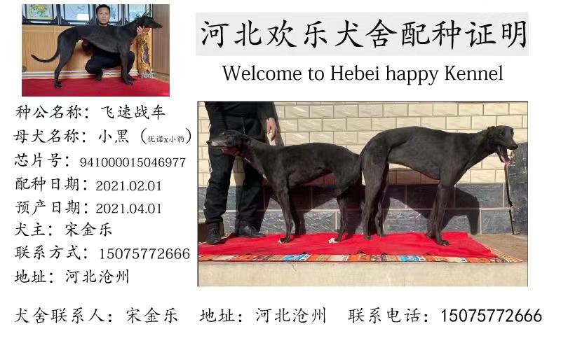 市宋金乐的格力犬种母小黑使用沧州市宋金乐的格力犬种公飞速战车配种