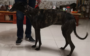 小狸子 nlhm 142a,900250000186284 - 格力犬yy--格力