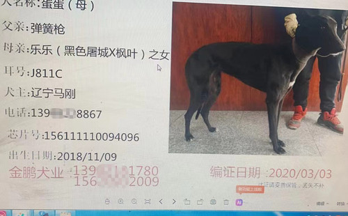 蛋蛋 156111110094096