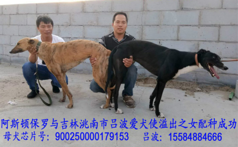 x小三 2018年4月20日洮南吕波的格力犬种母小三使用天佑犬业的格力犬