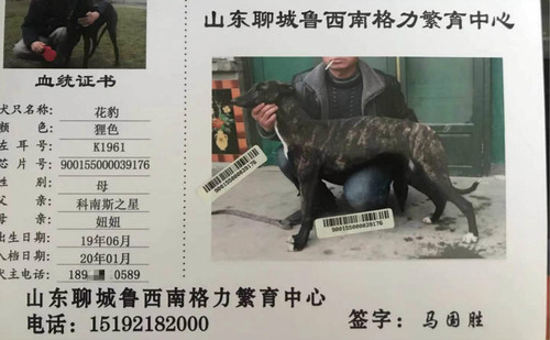 花豹 900155000039176，K1961