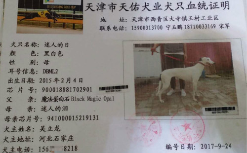 迷人的日 DBML2，900018881702901