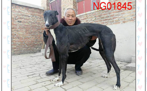 超级小脸红 NGQX 813A，156111110036237
