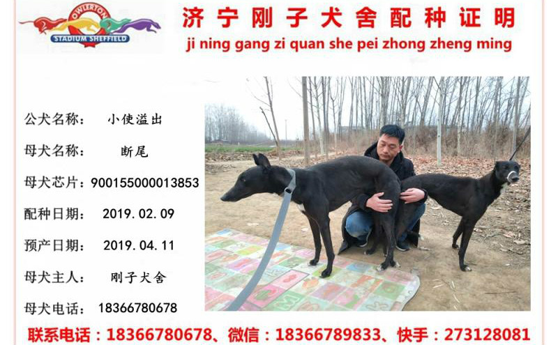 小使溢出 x断尾 2019年2月9日济宁刚子犬舍的格力犬种母断尾使用济宁