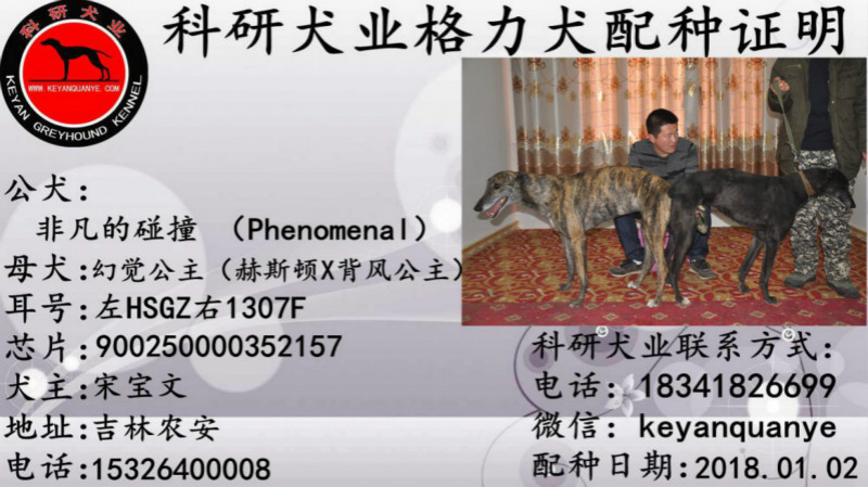 宋宝文的格力犬种母幻觉公主使用科研犬业的格力犬种公非凡的碰撞配种