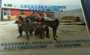路易X独苗 DBF21，900250000274607.jpg