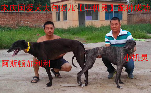 宋庆国的格力犬种母小机灵使用红文犬舍的格力犬种公阿斯顿加利利配种