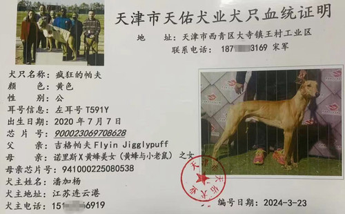 疯狂的帕夫 900023069708628，T591Y