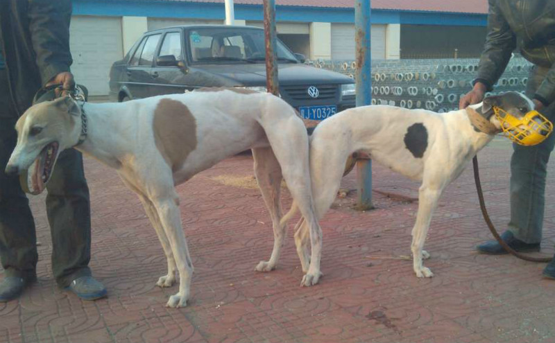 2013年11月黄骅董金忠的格力犬种母灰白花使用环科的格力犬种公传奇