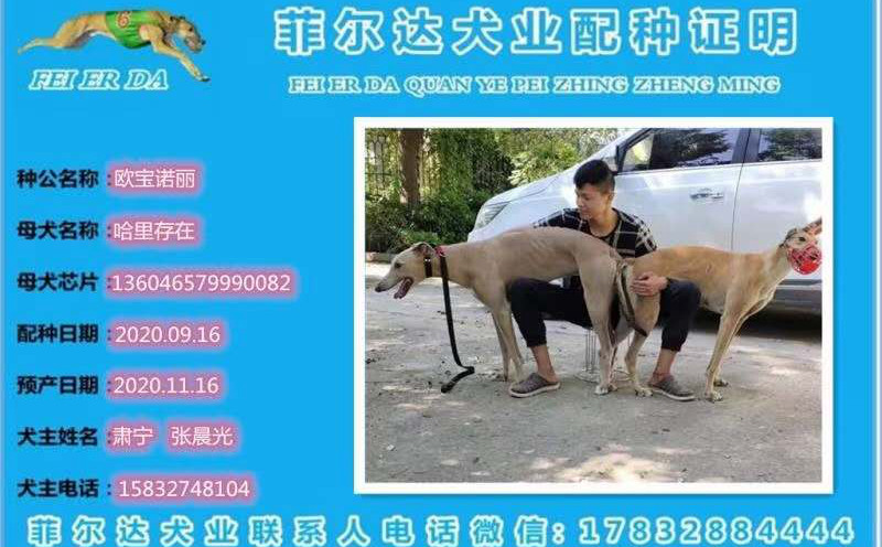 哈利存在 136046579990082,h1704 格力犬yy-格力犬中英文血统查询