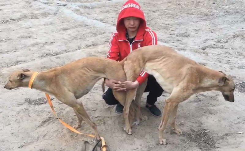 黄金国宝 156111110094242 - 格力犬yy--格力犬中英文