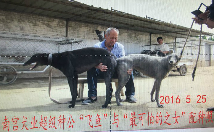 月25日聊城二黑的格力犬种母九万五使用南宫犬业的格力犬种公飞鱼配种