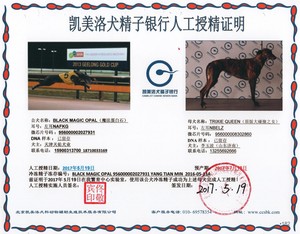 魔法蛋白石X特里歇 Trixie，956000008302860，NBELZ.jpg