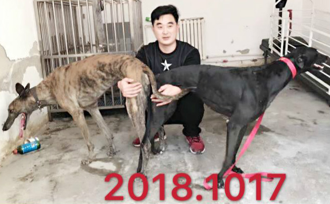 格力犬中英文血统查询