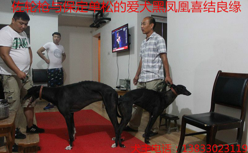 x黑凤凰 2015年7月31日保定市单松涛的格力犬种母黑凤凰使用佐轮枪