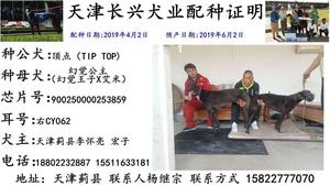 顶点X幻觉公主 CY062，900250000253859.jpg
