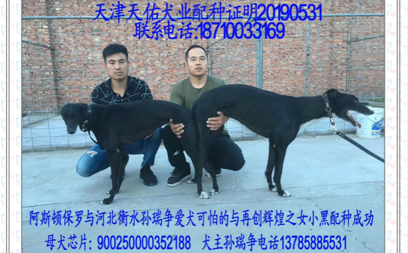 饶阳孙瑞争的格力犬种母小黑使用天佑犬业的格力犬种公阿斯顿保罗配种