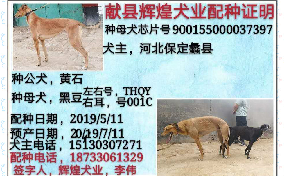 格力犬中英文血统查询