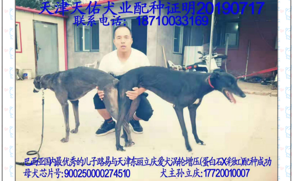 2019年7月17日东丽李立庆的格力犬种母涡轮增压使用天佑犬业的格力犬