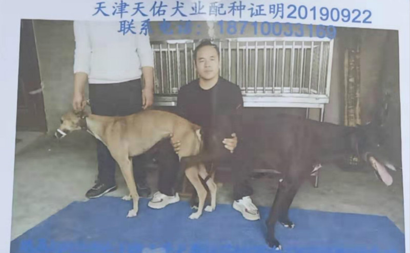 2019年9月22日邢台王晓正的格力犬种母魔法菲特使用天佑犬业的格力犬