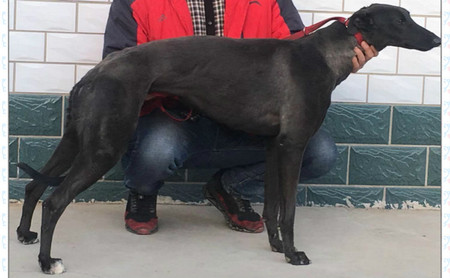小七j611f,900250000483852 格力犬yy-格力犬中英文血统查询