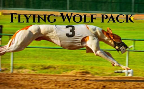 飞狼 Flying Wolf Pack，104C 65122