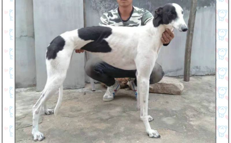幻觉小花豹 900128001221939 格力犬yy-格力犬血统查询