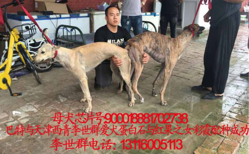 2017年8月西青李士群的格力犬种母彩霞使用天佑犬业的格力犬种公巴特
