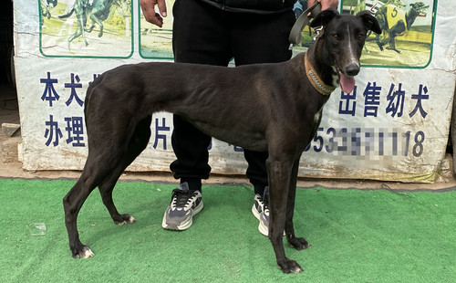 小托马斯 682095610000063