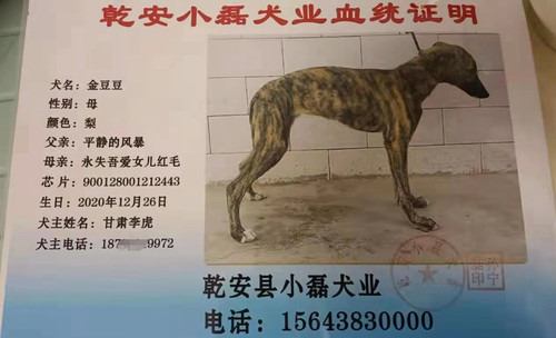 金豆豆 900128001212443