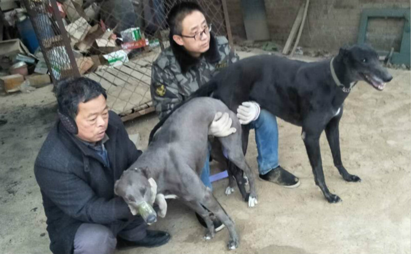 阳谷县韩兆祥的格力犬种母灰蛋白石使用高峰军的格力犬种公我是谁配种