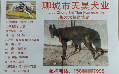 小黑 990000001177320