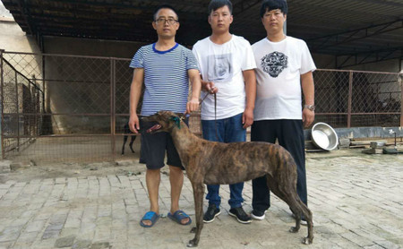 大狸子 900155000018505,gaod 格力犬yy-格力犬中英文血统查询