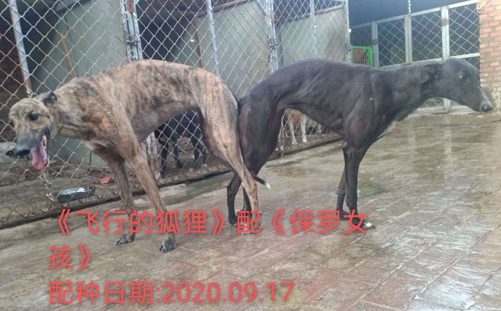 保罗女孩 bldn1,515000187032484 格力犬yy-格力犬中英文血统查询