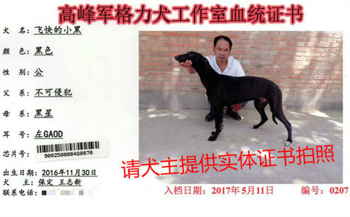 飞快的小黑 900250000480070，GAOD