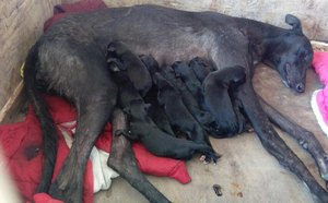 4月2日大城李培的格力犬种母小魔女使用帝豪犬业的格力犬种公猫王配种