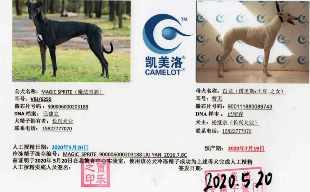 x白龙 2020年5月20日蓟县长兴犬业的格力犬种母白龙使用魔法雪碧人工