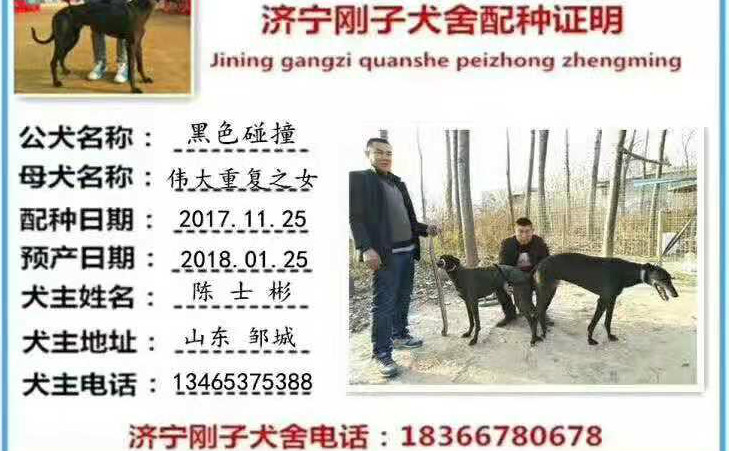 格力犬中英文血统查询