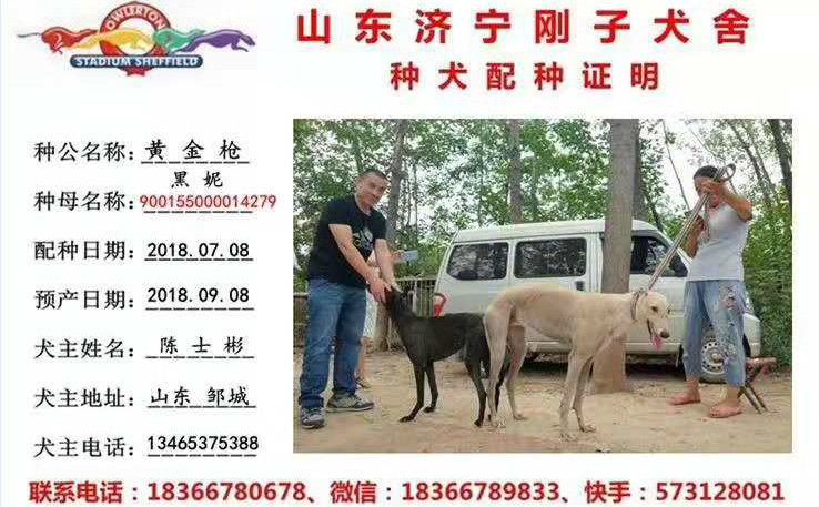 市陈士彬的格力犬种母黑妮使用济宁市刚子犬舍的格力犬种公黄金枪配种