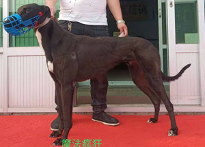 魔法疯狂 dbvz4,941000225080889 格力犬yy-格力犬中英文血统查询