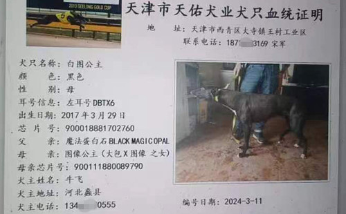 白图公主 900018881702760，DBTX6