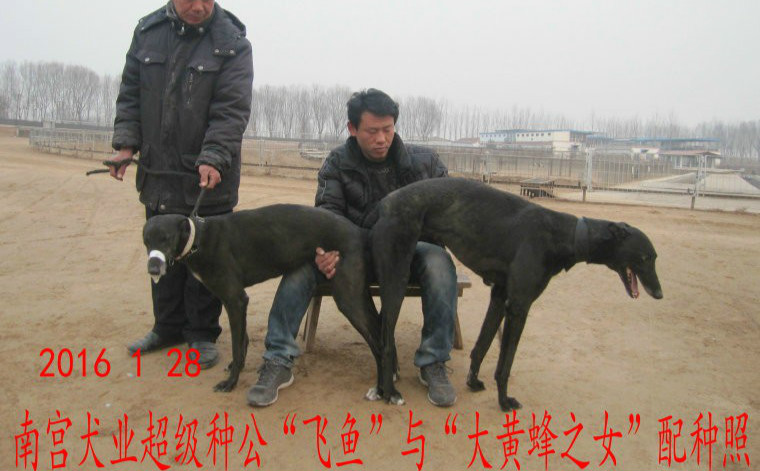 月28日沈阳市葛二的格力犬种母平平使用南宫犬业的格力犬种公飞鱼配种