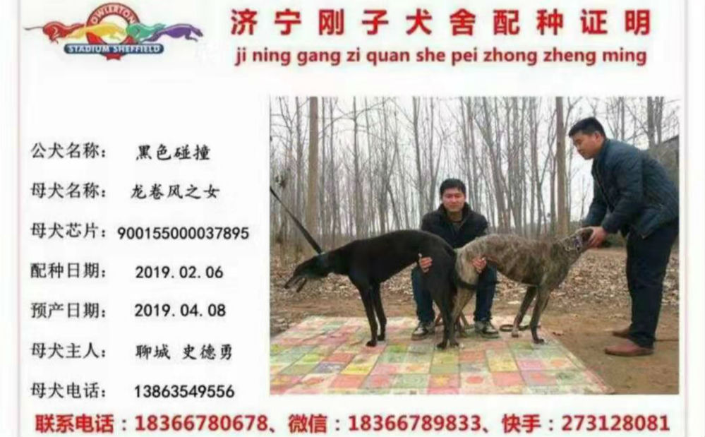 史德勇的格力犬种母暴风使用济宁刚子犬舍的格力犬种公黑色碰撞配种