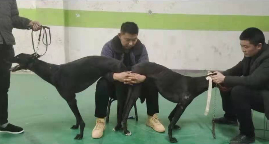 市边龙飞的格力犬种母黑瘸子使用郑州市刘金胜的格力犬种公小哈利配种