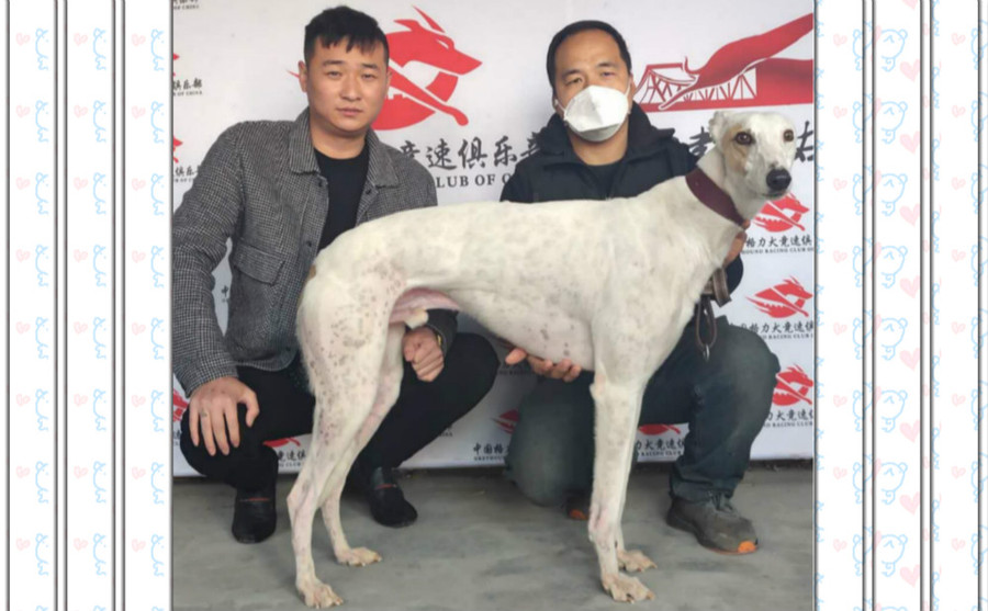 江小白 dbzl7,941000225080632 格力犬yy-格力犬血统查询