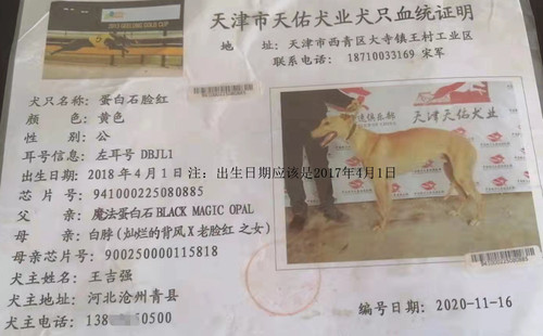 蛋白石脸红 DBJL1，941000225080885