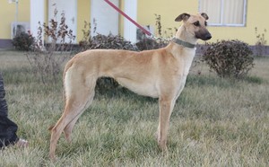 金狐狸 goldengfox,941000015046970,apr9434,九江杯14号 格力犬yy