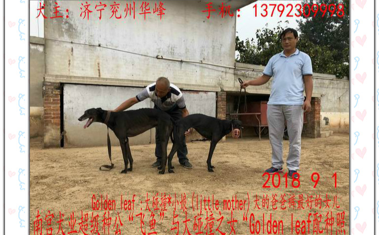 2018年9月1日兖州华峰的格力犬种母黄金叶使用南宫犬业的格力犬种公