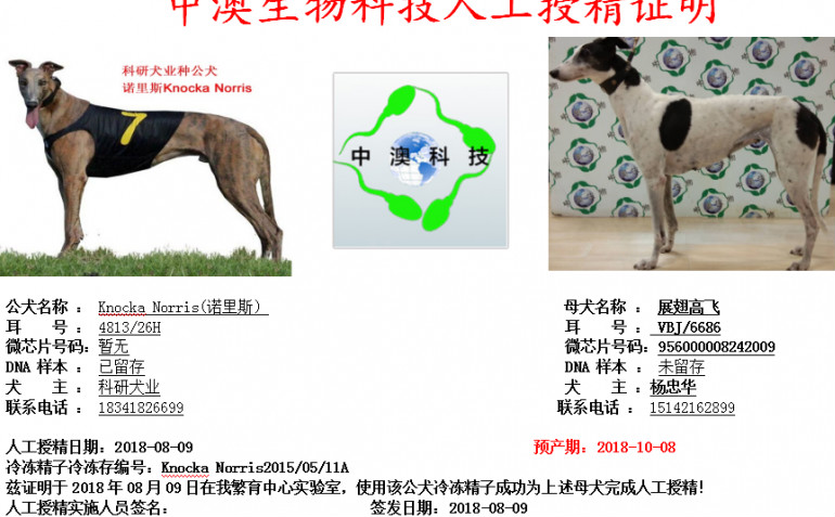 杨中华的格力犬种母展翅高飞使用科研犬业的格力犬种公诺里斯人工授精