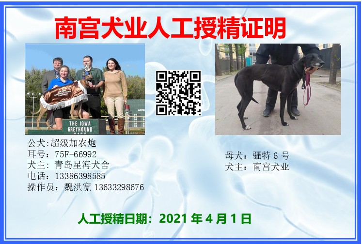 超级加农炮 x骚特6号 2021年4月1日南宫犬业的格力犬种母骚特6号使用